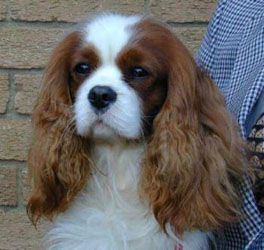 Tameline Northern Dancer | Cavalier King Charles Spaniel 