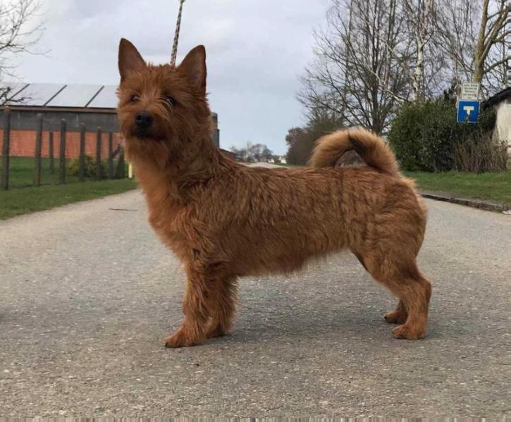 Dukh Velikoy Tai In | Australian Terrier 