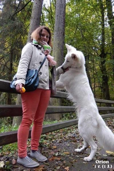 ORION la Blankpapilio | White Swiss Shepherd Dog 