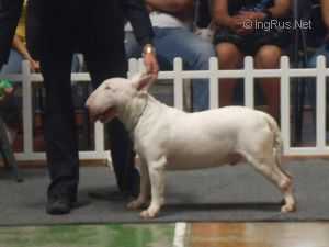 ASIN SILVER SERAPH AT NOVA | Bull Terrier 