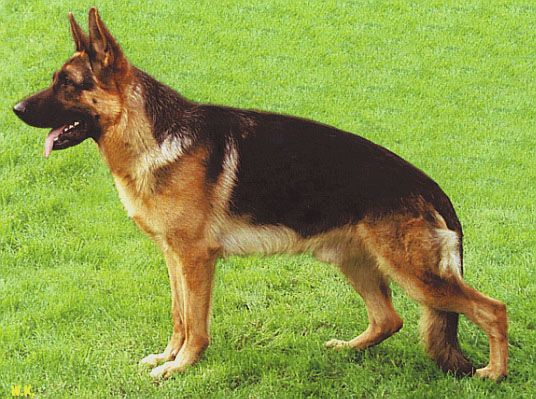 Haribo vom Sandstein | German Shepherd Dog 