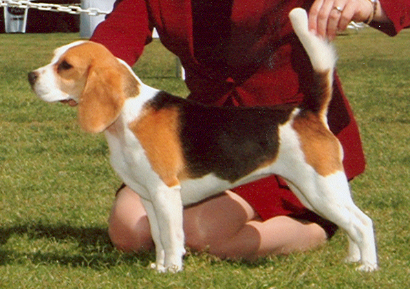 Talbot Hill's Secret Garden | Beagle 