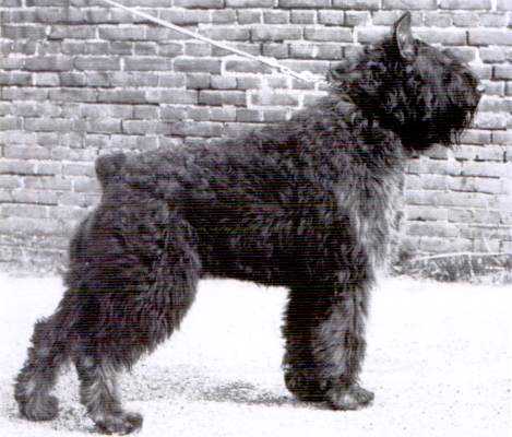 Gillroy Kelly v.d. Cerberushof | Bouvier des Flandres 