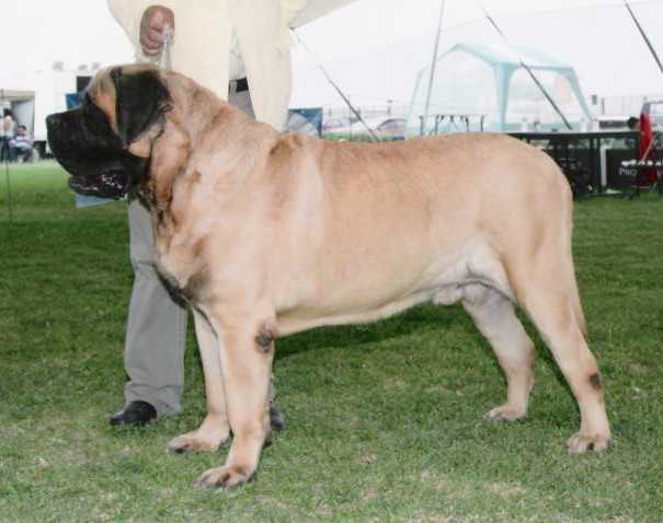 CORAGGIO ORREY (ORDOÑEZ) | Mastiff 