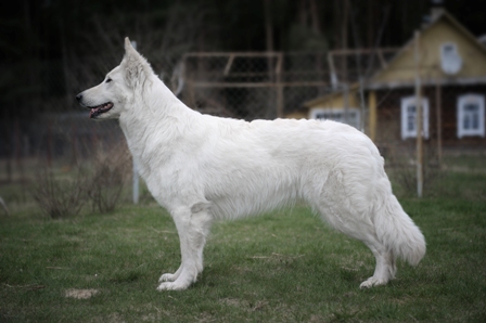 Kira Kortes | White Swiss Shepherd Dog 