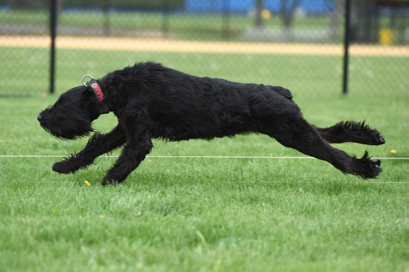 Star Level Time To Win | Giant Schnauzer 