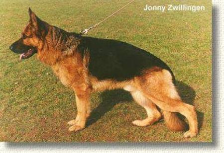 Jonny von den Zwillingen | German Shepherd Dog 