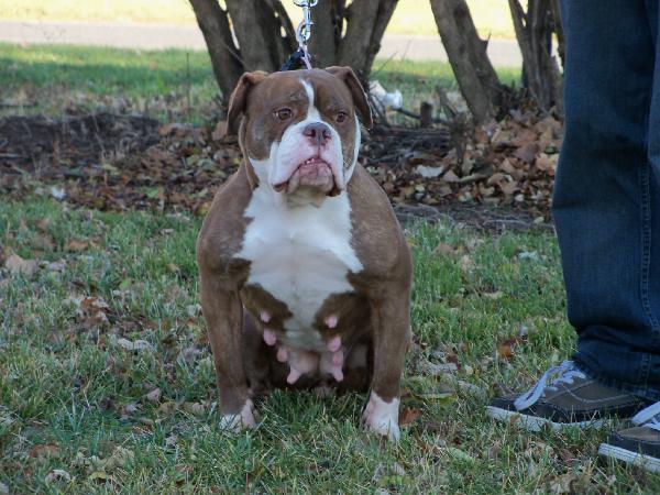 DragonSlayers Tonic | Olde English Bulldogge 