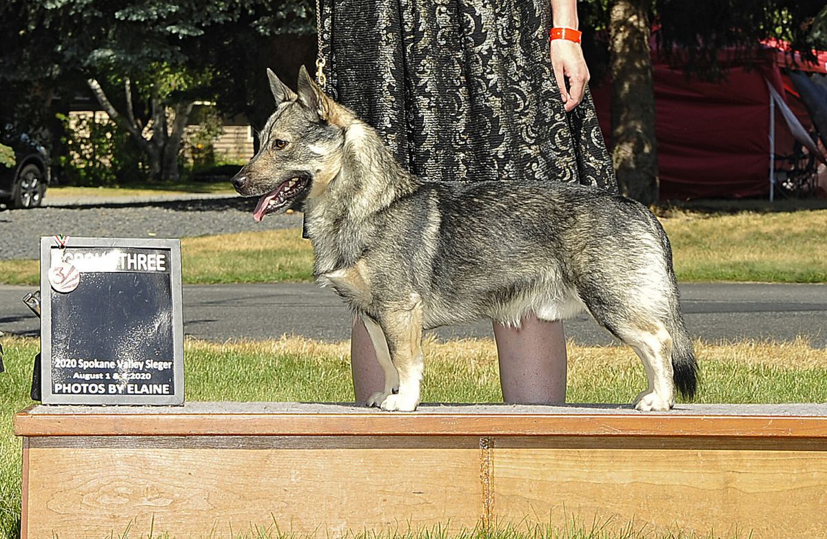 Agilqwest Olympiad Balthor | Swedish Vallhund 