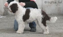 Luumusukan Du Hast | Spanish Water Dog 