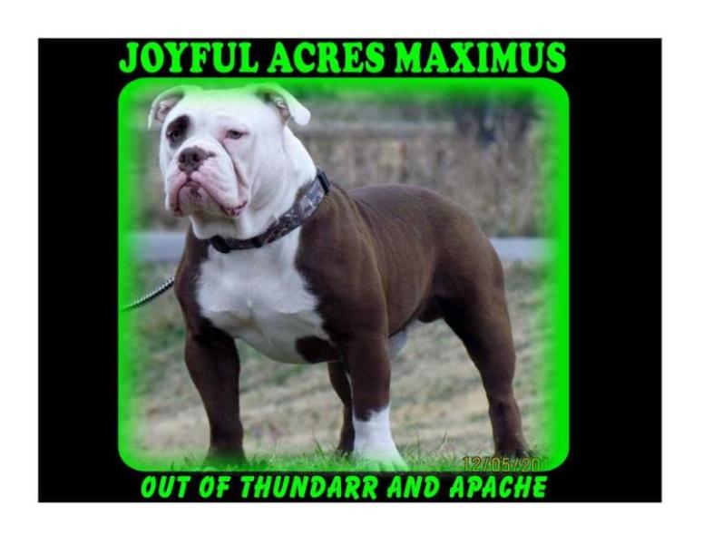 Joyful Acres Maximus | Olde English Bulldogge 