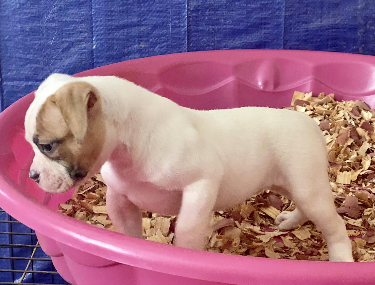 Crown Kennel’s Nandi of Paparazzi Kennels | American Bulldog 