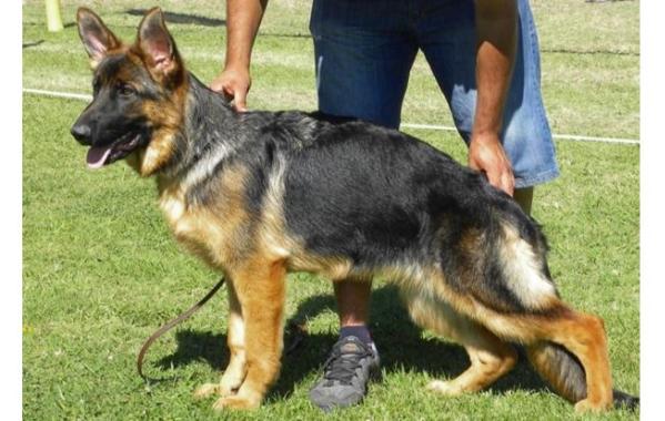 Dasha di casa galuppo | German Shepherd Dog 