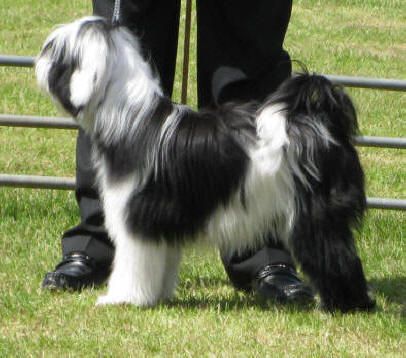 KASHI XTREME CHIC AT SHATANSA | Tibetan Terrier 