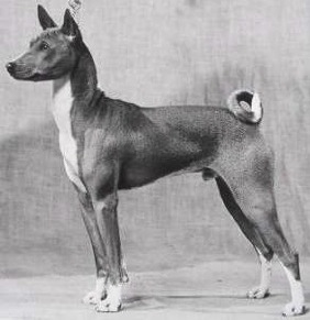 Makuba Al Simba | Basenji 