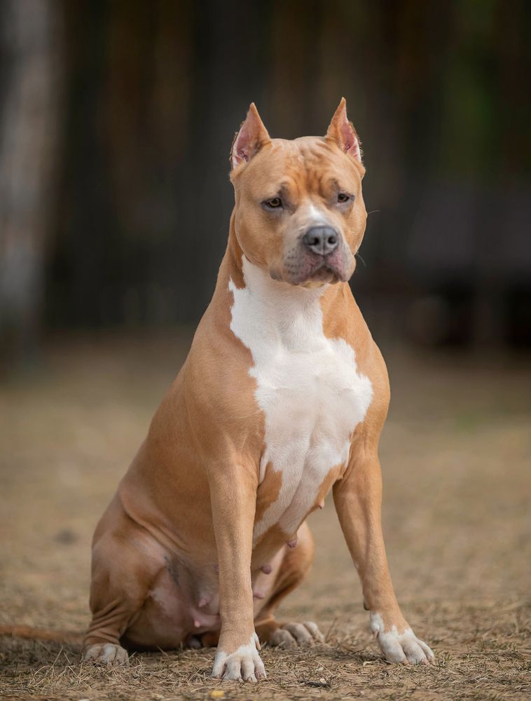 Mia Fiero Terra Nova | American Staffordshire Terrier 