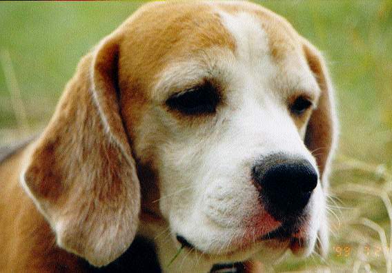 Budakalászi Szivárvány Filu | Beagle 