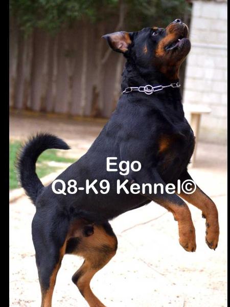 EGO FROM ROTVIS | Rottweiler 