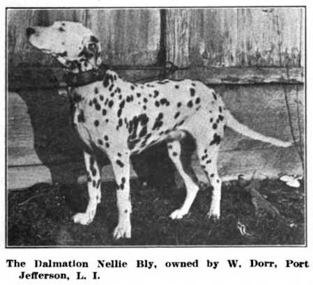 Nellie Bly ([W. Dorr, Port Jefferson, L.I.]) | Dalmatian 