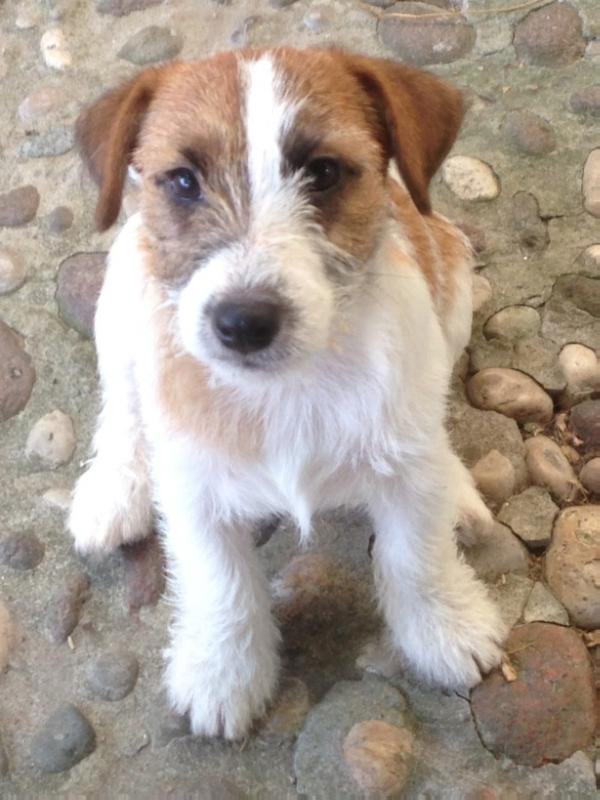 Hannah Banana di Villa Bosi | Jack Russell Terrier 