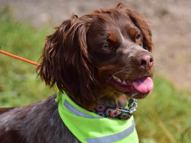 KOLETTE LA TOMPETE DE CHOCOLAT | Brittany 