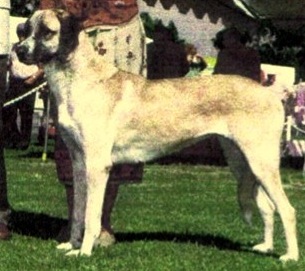 Sakarya's Siraze | Anatolian Shepherd Dog 