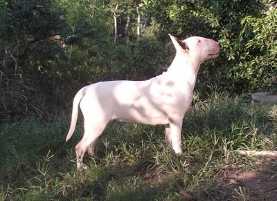 Nobre Espírito Ikebana | Bull Terrier 