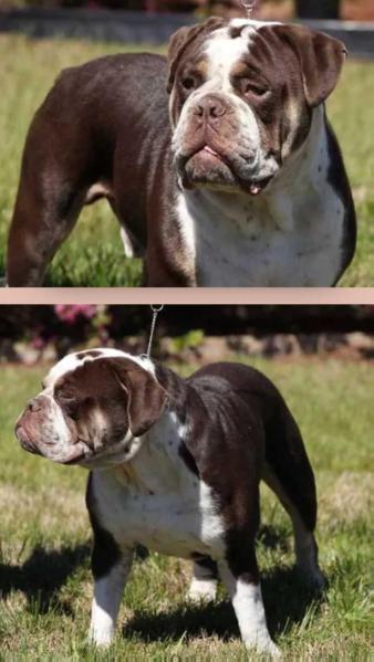 Blue Diamond Bully's Asgard Neo | Olde English Bulldogge 