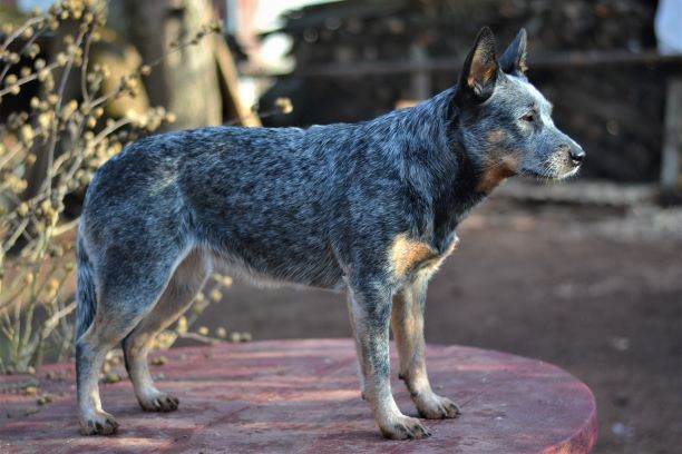 Best Girl of Boogie Celirboo Village | Australian Cattle Dog 