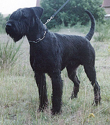 Hunter vom Nordexpress | Giant Schnauzer 