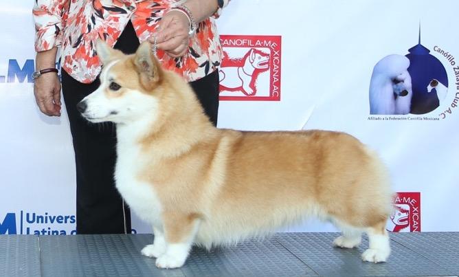 Carmela | Pembroke Welsh Corgi 