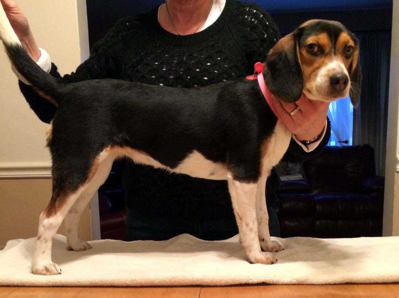 Bachman's Tuff lil Ivy Belle | Beagle 