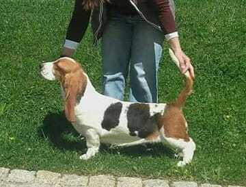 Quantas Napoca Violet | Basset Hound 