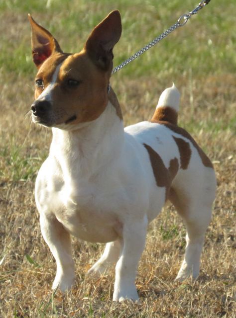 Aspen's Hunk Of Burnin' Love @ ARK | Teddy Roosevelt Terrier 