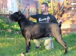 LODO DEI VOLSCI | Cane Corso 