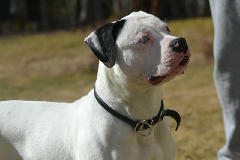 Soerensen's AB Bulldozer | American Bulldog 