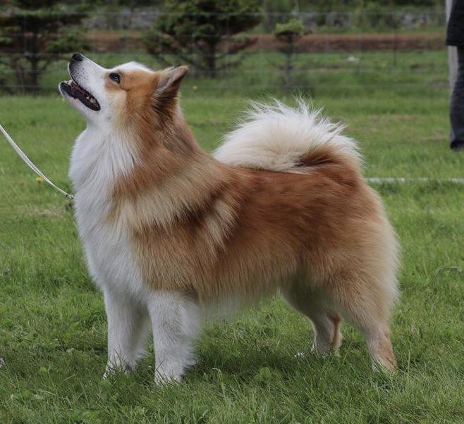 Laufeyjar Snær | Icelandic Sheepdog 