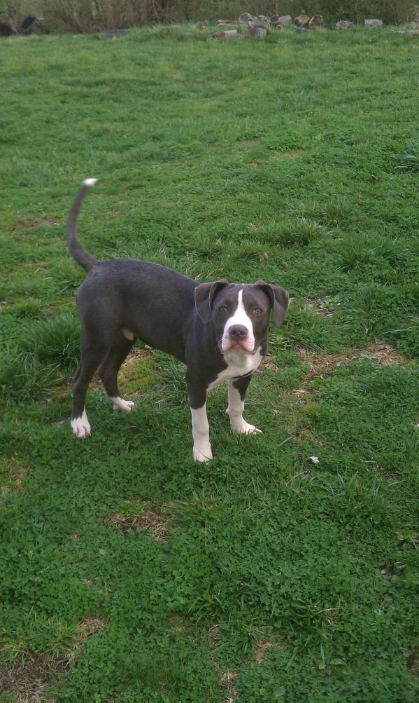 Nesta's Toofani | American Pit Bull Terrier 