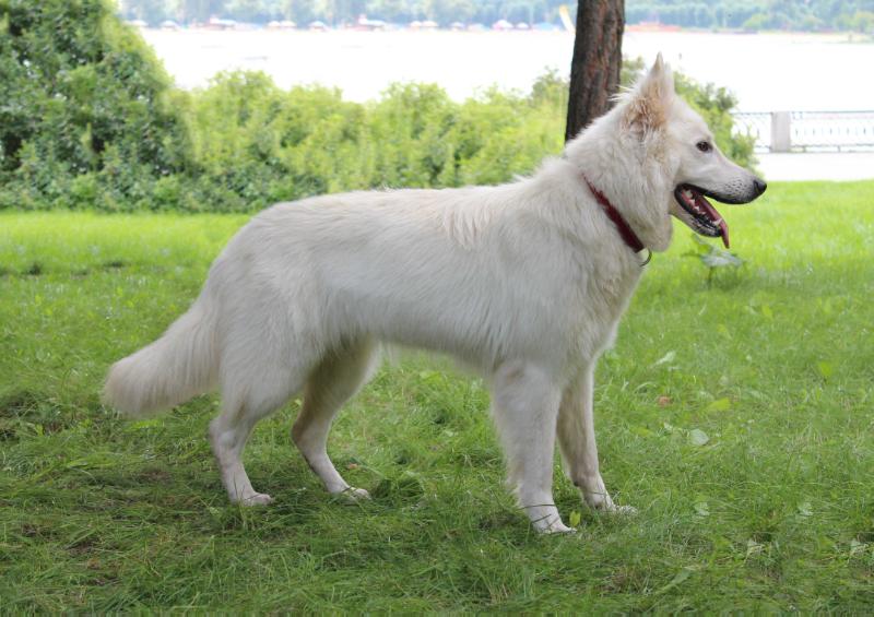 Sibirskoe Solnce IOLANDI | White Swiss Shepherd Dog 