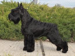 Victorious Star Idillia | Miniature Schnauzer 