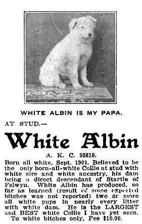 White Albin 073810 | Rough Collie 