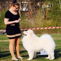 Kevin Kostner iz Moskovskoy Metely | Samoyed 