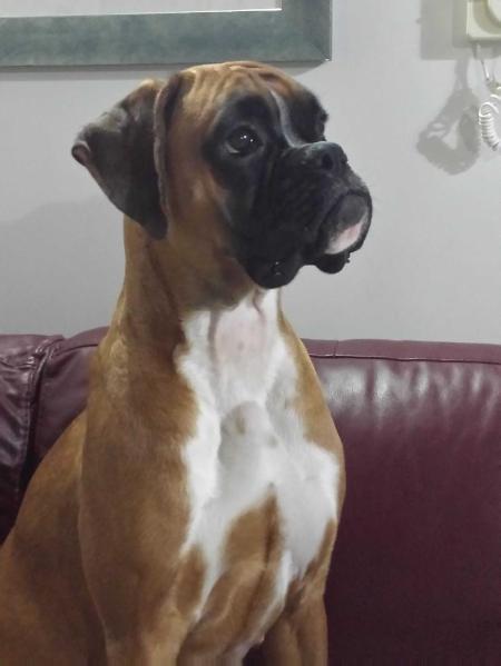 Gaja | Boxer 