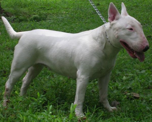 B-KALENAK | Bull Terrier 