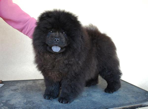 Shen Te Chows Trussardi Noir | Chow Chow 