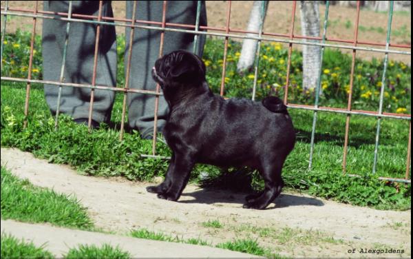 Diablo of Alexgoldens | Pug 