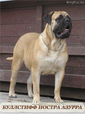 BULLSTUFF NOSTRA AZURRA | Bullmastiff 