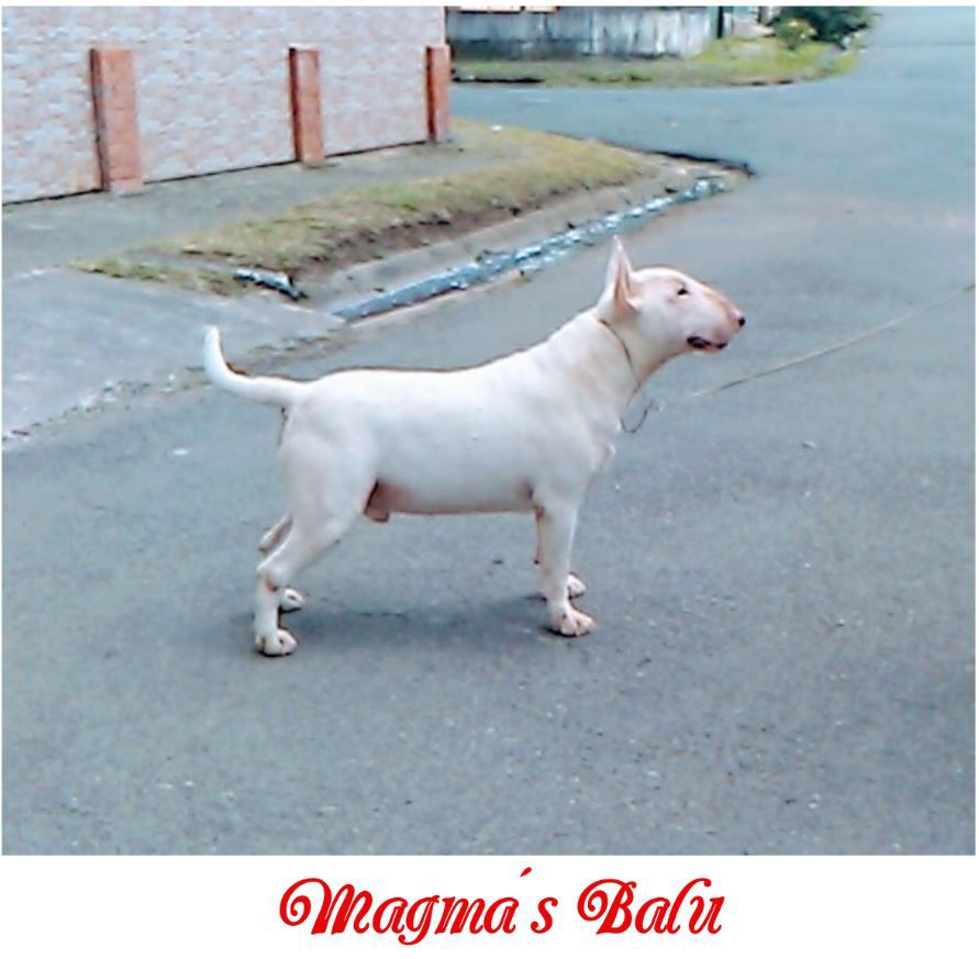 Magma´s Balu | Bull Terrier 