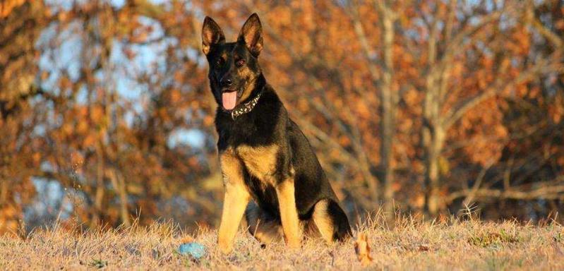 Raven Vom Norben | German Shepherd Dog 
