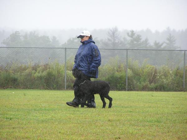 Caesar van't Diek | Giant Schnauzer 